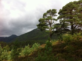 Regenerating trees surrounding mature Scots pine
