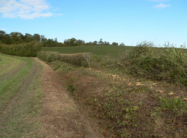 Coppicing, circular saw, wildlife hedging