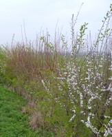 Blackthorn blossom