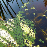 Bush pond duckweed (Lemna)