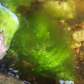 Filamentous algae