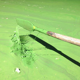 Paint-like cyanobacteria