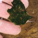 Lumpy cyanobacteria
